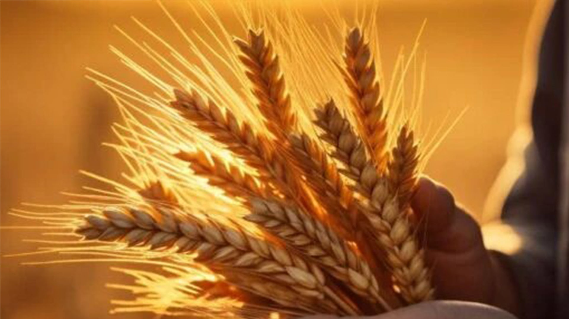 Unveiling Nature's Nutritional Gold: Biofortified Flour