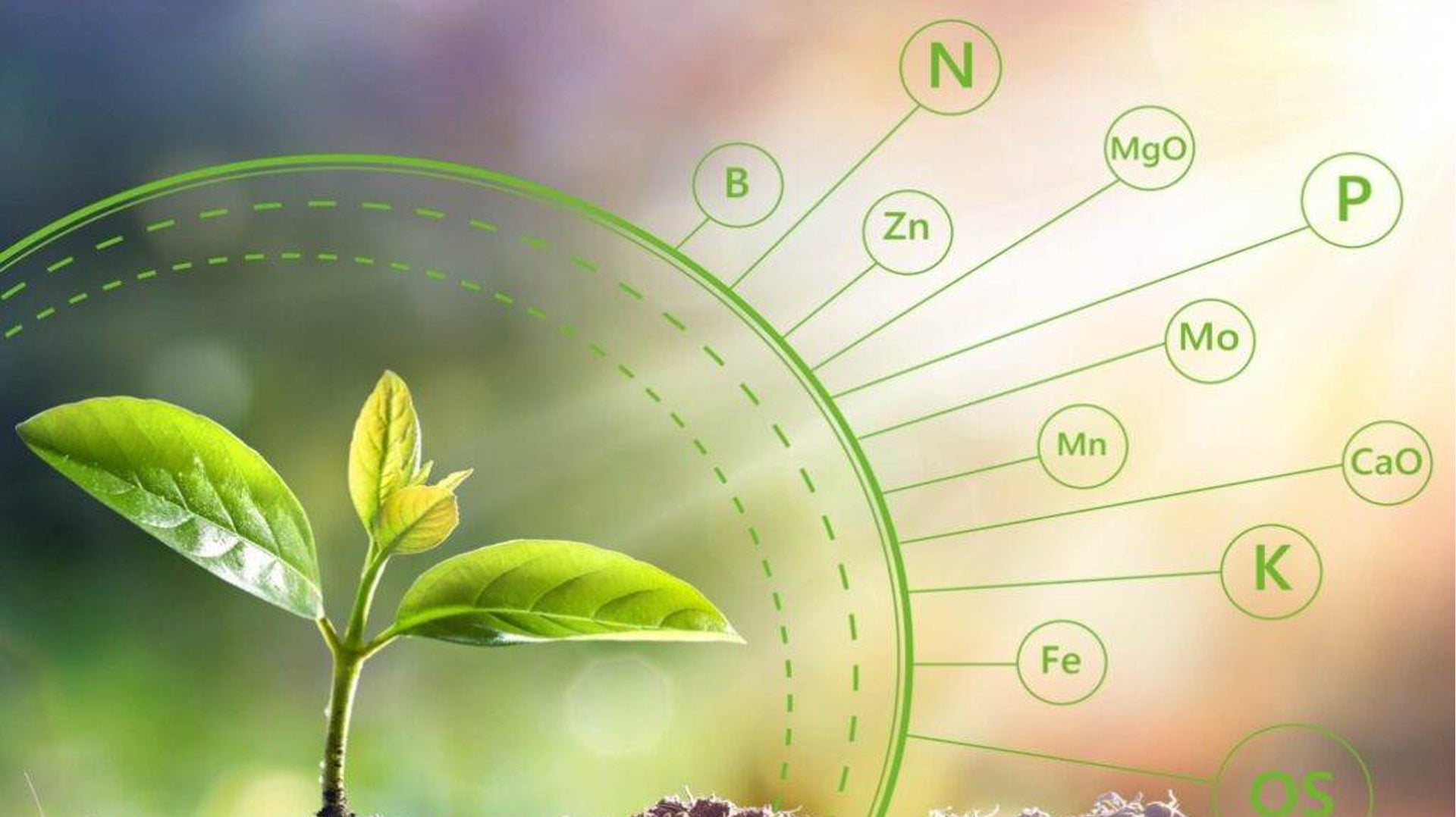 Biofortified Atta: A Step Toward Sustainable Farming and Nutrient-rich Diets