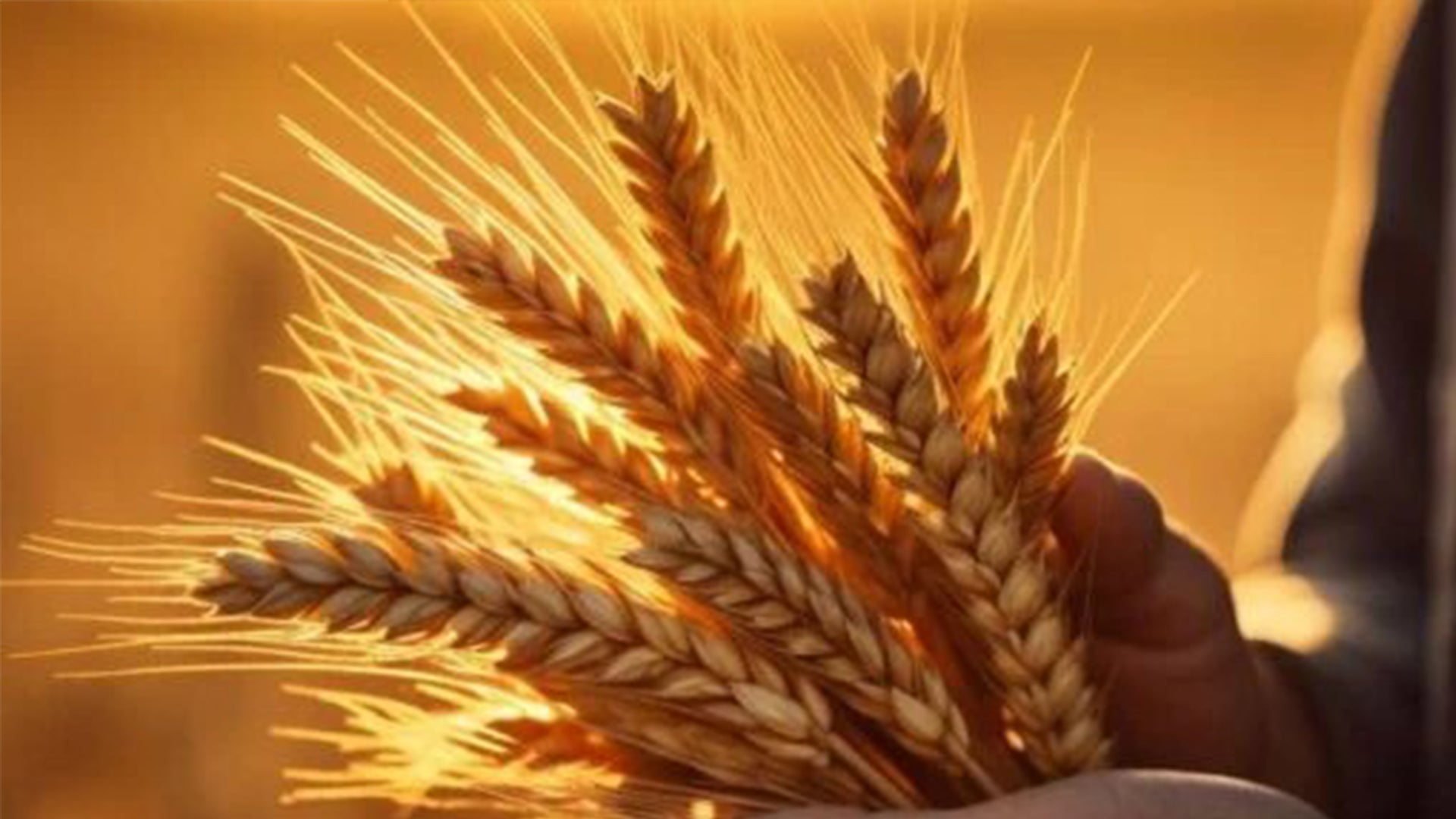 Unveiling Nature's Nutritional Gold: Biofortified Flour