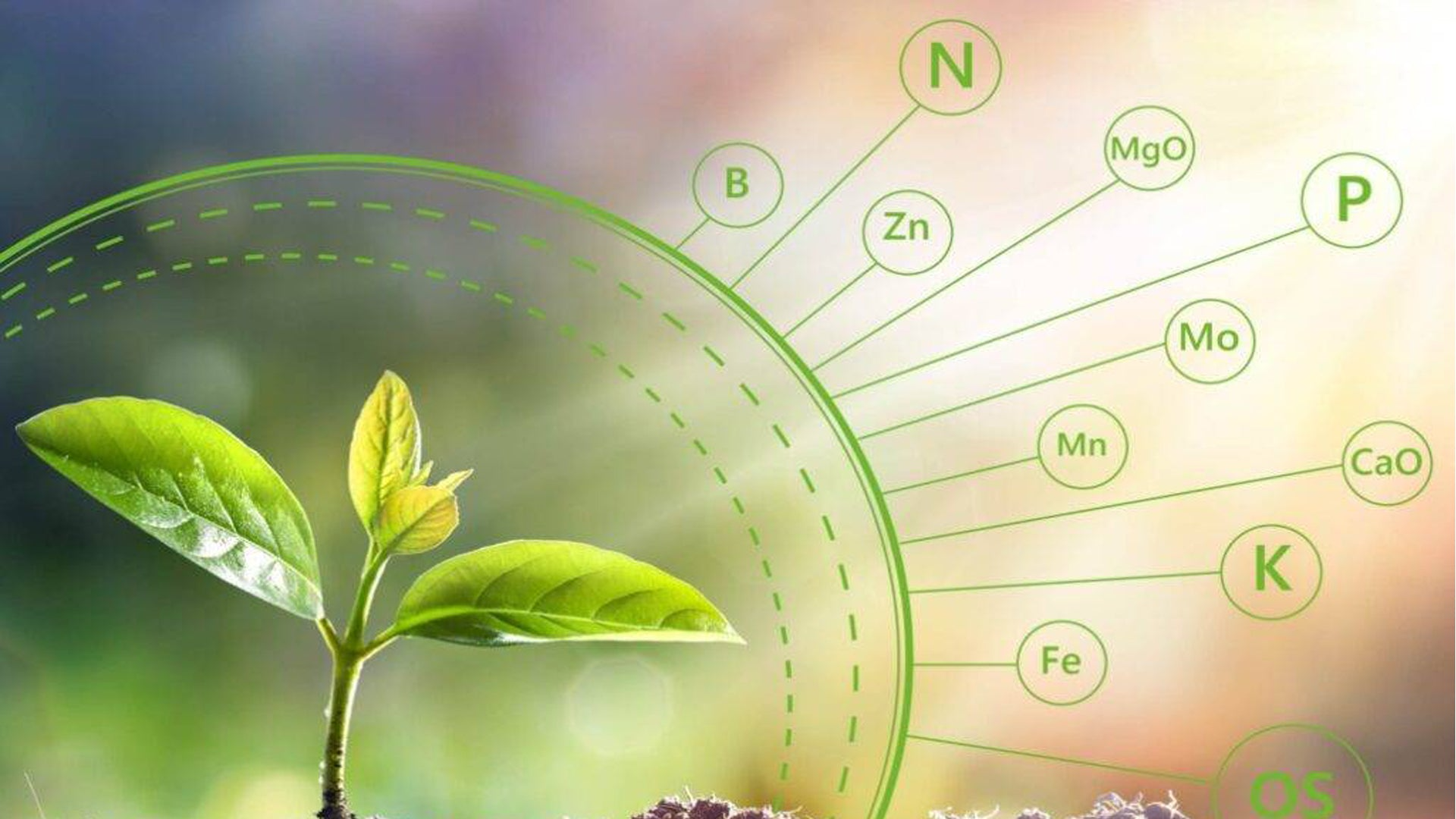 Biofortified Atta: A Step Toward Sustainable Farming and Nutrient-rich Diets
