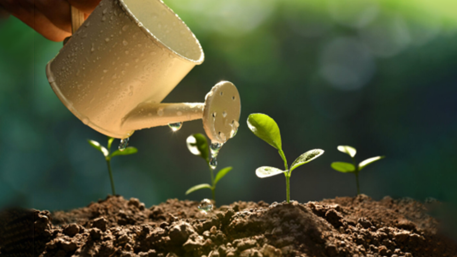 Biofortification: The Future of Sustainable Nutrition