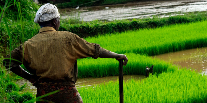 Seeds of change: How farmer-led innovation is quietly disrupting India’s FMCG supply chains